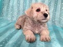 Male Schnoodle for sale Ready Now September 2012
